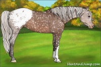 Horse Color:Silver Brown Snowcap 