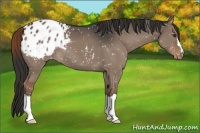 Horse Color:Liver Red Dun Blanket