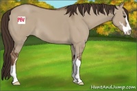 Horse Color:Liver Red Dun Sabino 