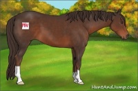 Horse Color:Liver Chestnut 