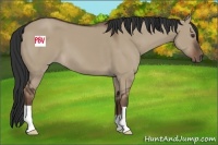 Horse Color:Liver Red Dun 