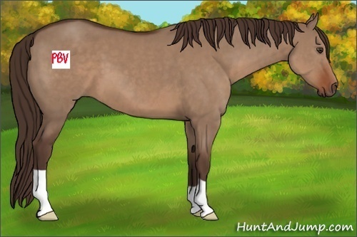 Horse Color:Liver Red Dun 