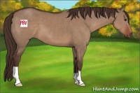 Horse Color:Liver Red Dun 