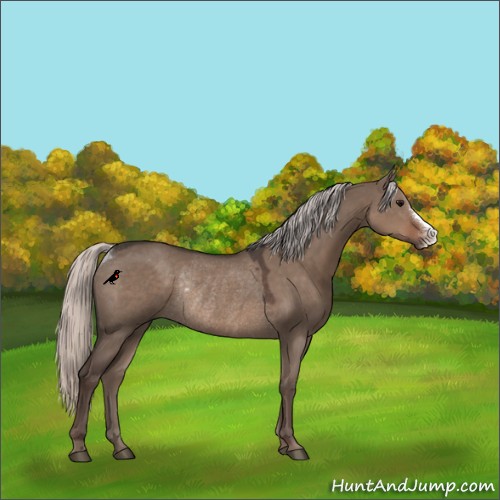 Horse Color:Silver Grullo Rabicano