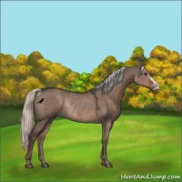 Horse Color:Silver Grullo Rabicano 