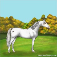 Horse Color:Silver Smoky Grullo Sabino Rabicano