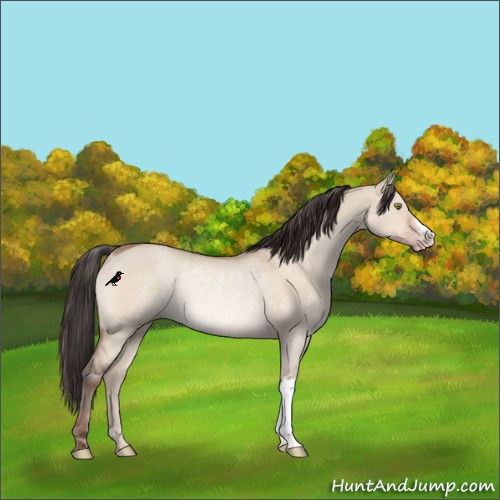 Horse Color:Sable Champagne Dun Rabicano