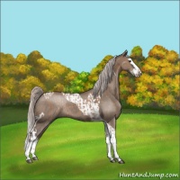Horse Color:Silver Brown Dun Splash Rabicano  and Silver Grullo Sabino Splash Tobiano Rabicano 
