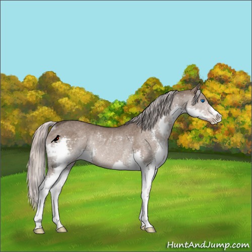 Horse Color:Silver Grullo Splash Rabicano