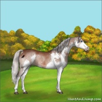 Horse Color:Silver Bay Splash Rabicano