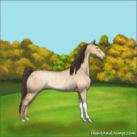 Horse Color:Sable Cream Champagne Dun Rabicano