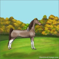 Horse Color:Liver Red Dun Tobiano Appaloosa Rabicano 