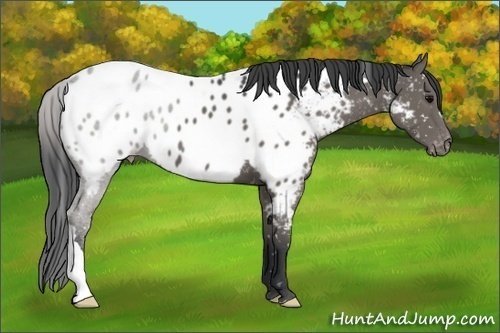Horse Color:Black Appaloosa 