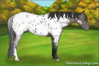 Horse Color:Black Appaloosa 