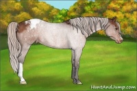 Horse Color:Silver Brown Appaloosa