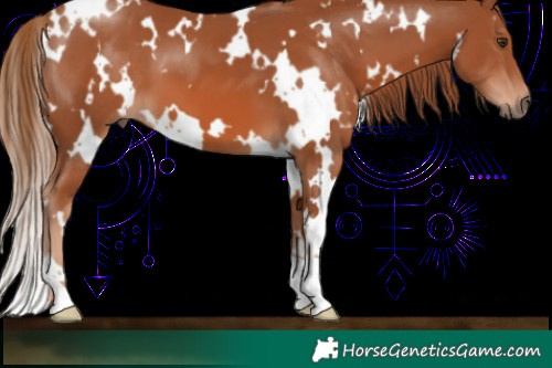 Horse Color:White Spotted Chestnut 