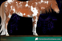 Horse Color:White Spotted Chestnut 