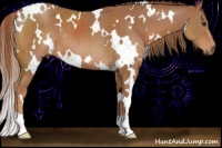 Horse Color:White Spotted Chestnut 