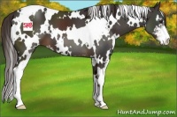 Horse Color:White Spotted Liver Chestnut Sabino 