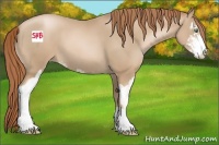 Horse Color:Smoky Black Pearl Sabino 