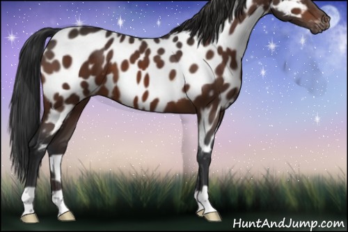 Horse Color:Brown Appaloosa 