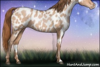 Horse Color:Bay Roan Pearl Appaloosa 