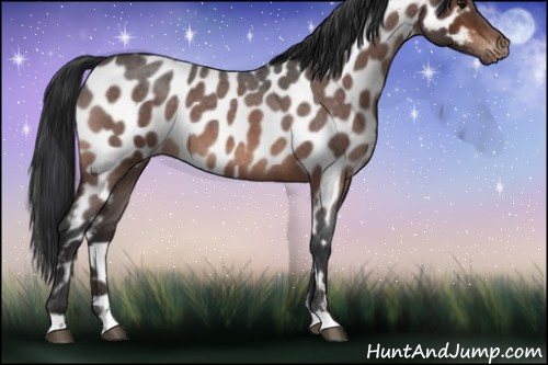 Horse Color:Bay Roan Appaloosa 