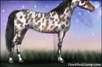 Horse Color:Bay Roan Appaloosa 