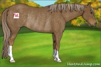 Horse Color:Chocolate Palomino Rabicano