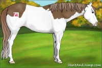 Horse Color:Chocolate Palomino Splash 
