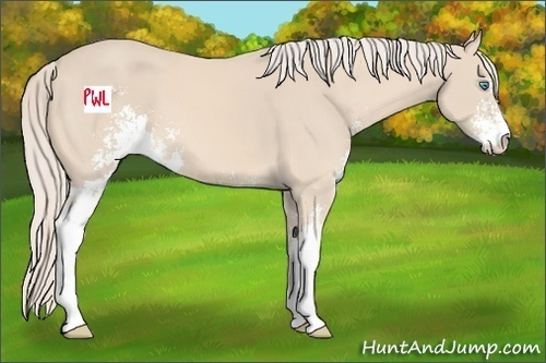 Horse Color:Cremello Sabino 
