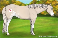 Horse Color:Cremello Sabino 