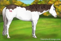 Horse Color:Liver Chestnut Splash Rabicano 