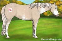 Horse Color:Cremello Sabino 