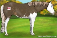 Horse Color:Chocolate Palomino Sabino Splash 