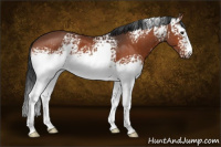Horse Color:White Spotted Bay 