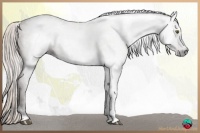 Horse Color:Gray Silver Bay Tobiano 