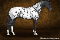 Horse Color:Black Appaloosa
