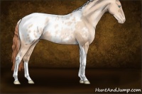Horse Color:Amber Champagne Pearl Tobiano Appaloosa