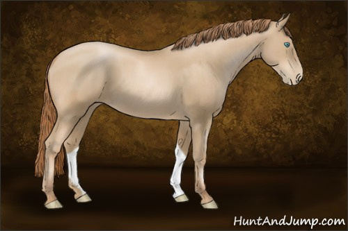 Horse Color:Buckskin Pearl 
