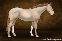 Horse Color:Buckskin Pearl 