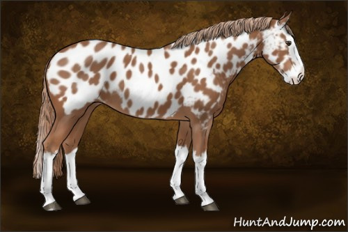 Horse Color:Chestnut Sabino Splash Appaloosa 