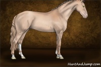 Horse Color:Gold Champagne