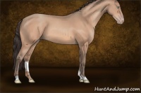 Horse Color:Amber Champagne 