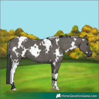 Horse Color:White Spotted Grullo