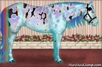 Horse Color:Painted Thunderstruck Buckskin Pearl Onyx Appaloosa Rabicano 