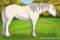 Horse Color:Perlino Dun