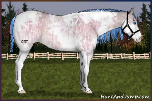 Horse Color:Painted Brown Ice Dun Splash Tobiano Appaloosa 