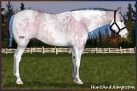 Horse Color:Painted Brown Ice Dun Splash Tobiano Appaloosa 