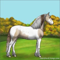 Horse Color:Grullo Pearl Sabino Tobiano